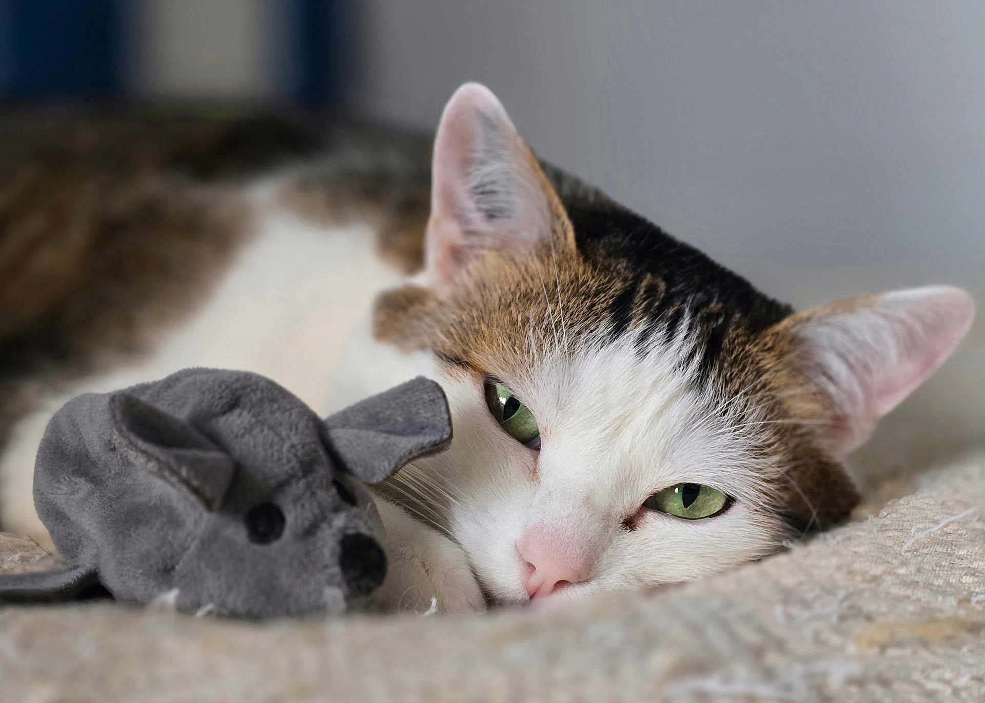 Asi participe au concours pour gagner de l'argent avec cette photo : cat, green_eyes, stuffed_mouse, toy, pet, close_up, fur, whiskers, relaxed, sleepy, indoor, bed, cozy, cute, animal, mammal, pink_nose, tabby, white_fur, soft