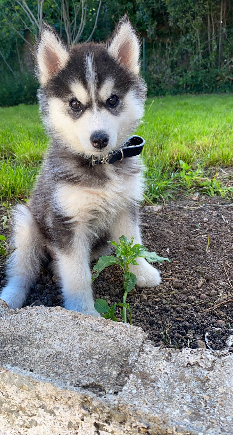 Pako a rejoint le concours — aidez-le/la à gagner de superbes lots ! canidae, canis, carnivore, companion_dog, dog, dog_breed, eye, fawn, fur, grass, plant, sled_dog, snout, soil, sporting_group, tail, terrestrial_animal, tree, whiskers, wolf