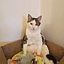 cat, pet_bed, blanket, plush_toy, indoor, white_cat, tabby_cat, sitting, looking_at_camera, curious, cozy, feline, domestic_animal, soft_toy, furniture, wall, resting, cute, animal, companion