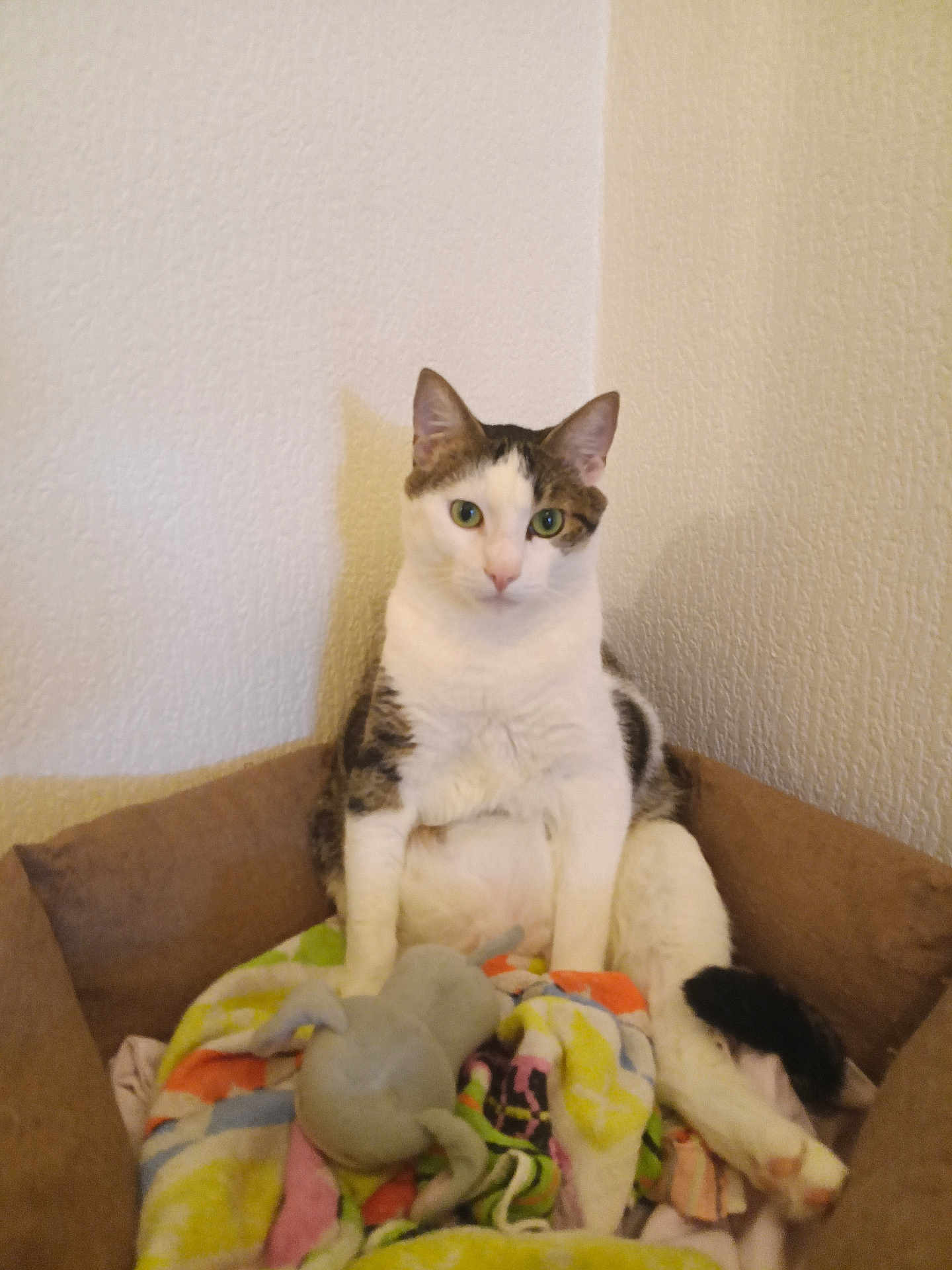 Tigrou