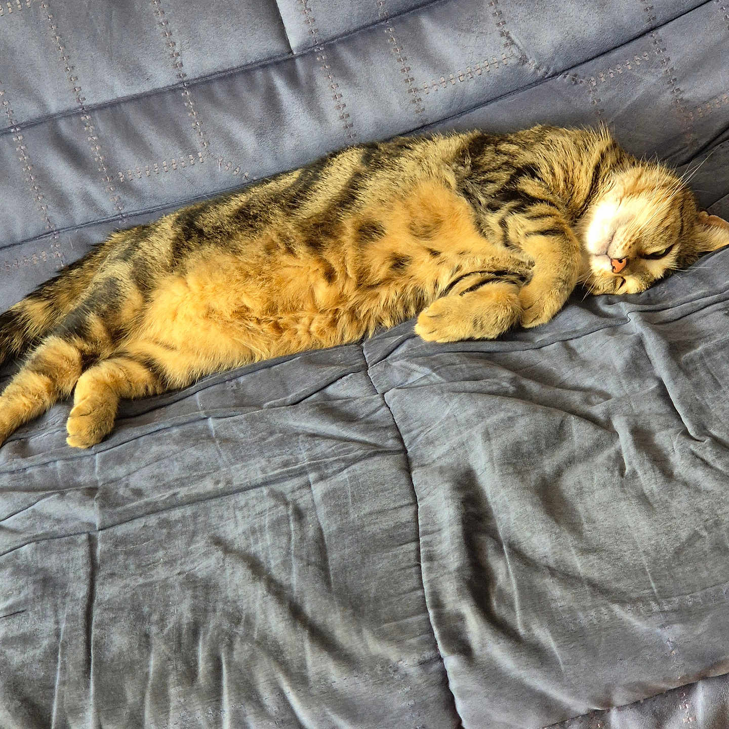 Oups a rejoint le concours — aidez-le/la à gagner de superbes lots ! abyssinian, animal, bed, bedroom, blanket, cat, chair, couch, cushion, egyptiancat, furniture, homedecor, kitten, linen, manx, ocelot, person, pet, quilt, sleeping