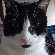 Gabby is registered to the contest to win money with this photo: animal, black_and_white, cat, close_up, closeup, curious, cute, domestic, face, feline, fur, green_eyes, indoor, pet, portrait, quilt, relaxed, resting, soft_light, whiskers