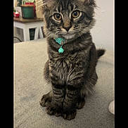 Kitkat is registered to the contest to win money with this photo: animal, cat, collar, cozy, curious, cute, decorations, domestic, feline, fur, holiday, indoor, kitten, pet, portrait, sitting, stockings, tabby, whiskers, young