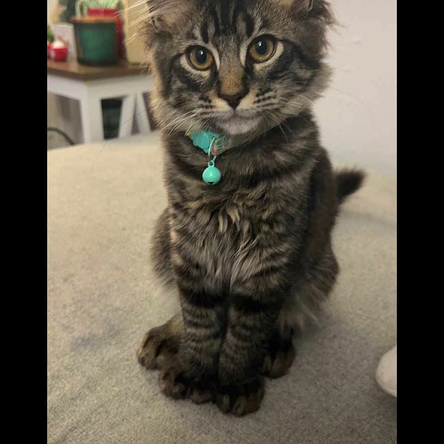 Kitkat is registered to the contest to win money with this photo: animal, cat, collar, cozy, curious, cute, decorations, domestic, feline, fur, holiday, indoor, kitten, pet, portrait, sitting, stockings, tabby, whiskers, young