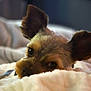 Koda Bug is registered to the contest to win money with this photo: animal, blanket, brown, close_up, companion, cozy, cute, cute_pet, dog, ears, face, fur, indoors, pet, portrait, relaxing, resting, sleepy, snuggled, soft