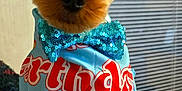 Koda Bug joined the competition — help win amazing prizes! animal, bandana, birthday_bandana, blue_bow_tie, bow_tie, celebration, closeup, cute, dog, ears, face, fur, indoor, light, looking, party, pet, portrait, small_dog, window_blinds