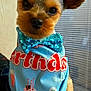 animal, bandana, birthday_bandana, blue_bow_tie, bow_tie, celebration, closeup, cute, dog, ears, face, fur, indoor, light, looking, party, pet, portrait, small_dog, window_blinds