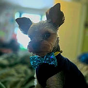 Koda Bug joined the competition — help win amazing prizes! adorable, animal, blurred_background, bow_tie, canine, clothing, companion, cute, cute_pet, dog, domestic_animal, ears, fur, furry, house, indoor, pet, portrait, seated, small_dog