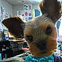 Koda Bug joined the competition — help win amazing prizes! animal, artwork, blanket, bow_tie, close_up, companion, computer, cozy, curtains, cute, desk, dog, ears, furniture, furry, indoor, pet, room, small_dog, wall_decor