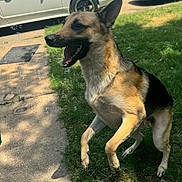 Buddy is registered to the contest to win money with this photo: dog, german_shepherd, canine, pet, bubbles, grass, sidewalk, outdoor, sunny, tongue_out, playful, jumping, ears_up, paws, driveway, cars, lawn, portrait, close_up, happy