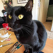 Moka participe au concours pour gagner de l'argent avec cette photo : black_cat, cat, yellow_eyes, table, scissors, jar, cup, indoor, home, furniture, kitchen, curious, pet, animal, whiskers, wooden_surface, domestic, portrait, close_up, looking