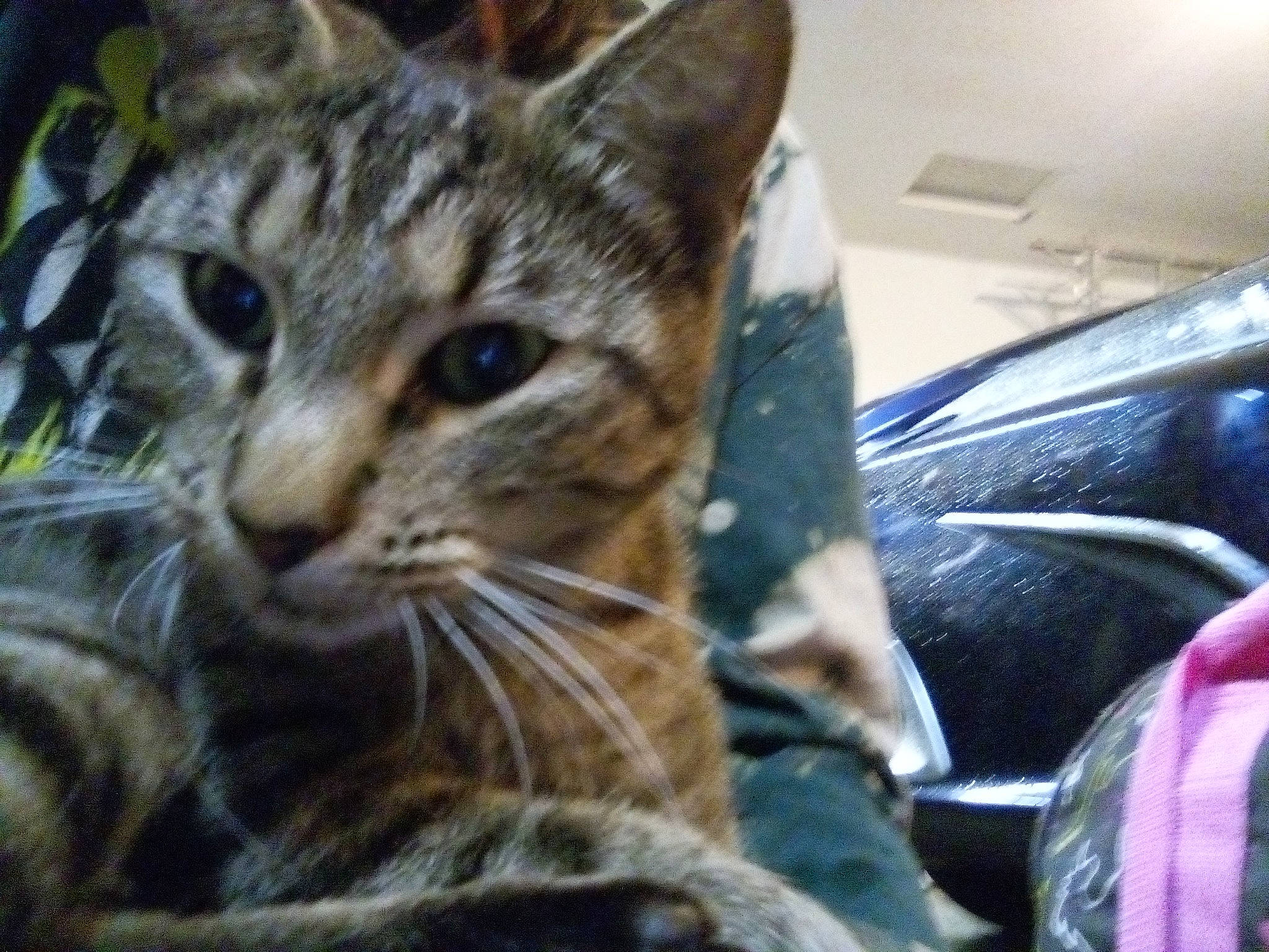 Kiwi joined the competition — help win amazing prizes! carnivore, cat, domestic_short_haired_cat, felidae, fur, mammal, paw, small_to_medium_sized_cats, snout, terrestrial_animal, whiskers, wildlife, windshield