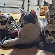 Stitch joined the competition — help win amazing prizes! cat, skull, decoration, table, indoor, pet, animal, wood, halloween, relaxed, white, gray, feline, holiday, spooky, props, laying, side_view, soft_light, background