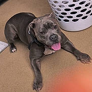 Memphis is registered to the contest to win money with this photo: dog, gray_dog, indoor, carpet, laundry_basket, pet, tongue_out, happy, animal, canine, floor, resting, looking_up, ears, paws, collar, household, domestic, cute, companion