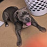 dog, gray_dog, indoor, carpet, laundry_basket, pet, tongue_out, happy, animal, canine, floor, resting, looking_up, ears, paws, collar, household, domestic, cute, companion