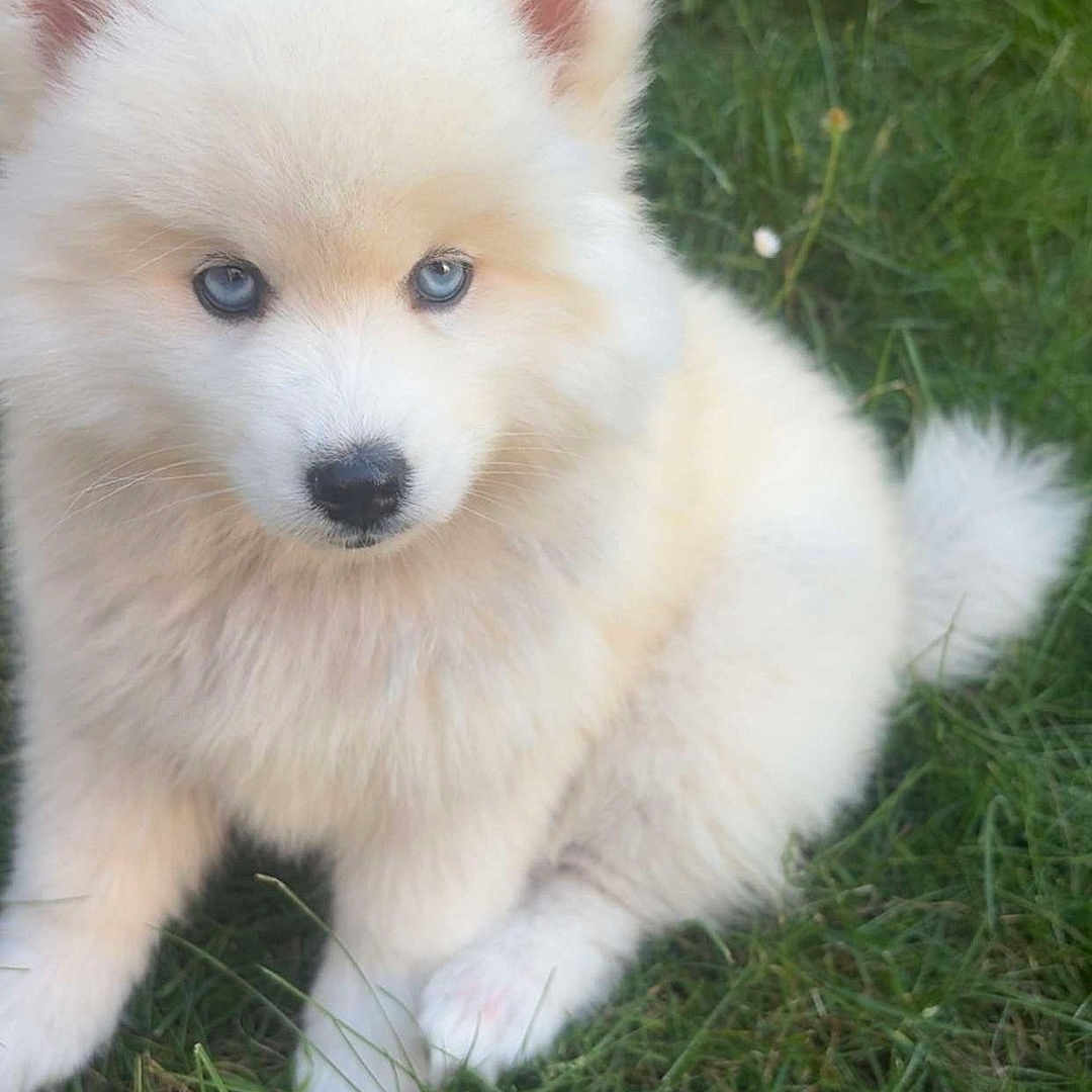 Nala a rejoint le concours — aidez-le/la à gagner de superbes lots ! adorable, animal, blue_eyes, canine, closeup, cute, dog, fluffy, friendly, fur, grass, nature, outdoor, pet, portrait, puppy, sitting, small, white, young