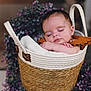 baby, sleeping, basket, blanket, flower, purple, cozy, infant, peaceful, cute, portrait, resting, child, soft, hands, face, closed_eyes, woven, decor, indoor