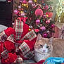 Crew is registered to the contest to win money with this photo: animal, cat, christmas, christmas_tree, couch, cozy, decorations, festive, furniture, holiday_decor, indoor, lights, orange_cat, ornaments, pet, pink_ornaments, plaid_bow, purple_ornaments, red_bow, relaxed