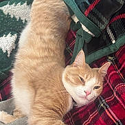 Crew joined the competition — help win amazing prizes! animal, blanket, cat, comfort, cozy, cute, feline, fur, green, indoor, orange_cat, paw, pet, plaid, red, relaxing, resting, sleepy, whiskers, white_cat