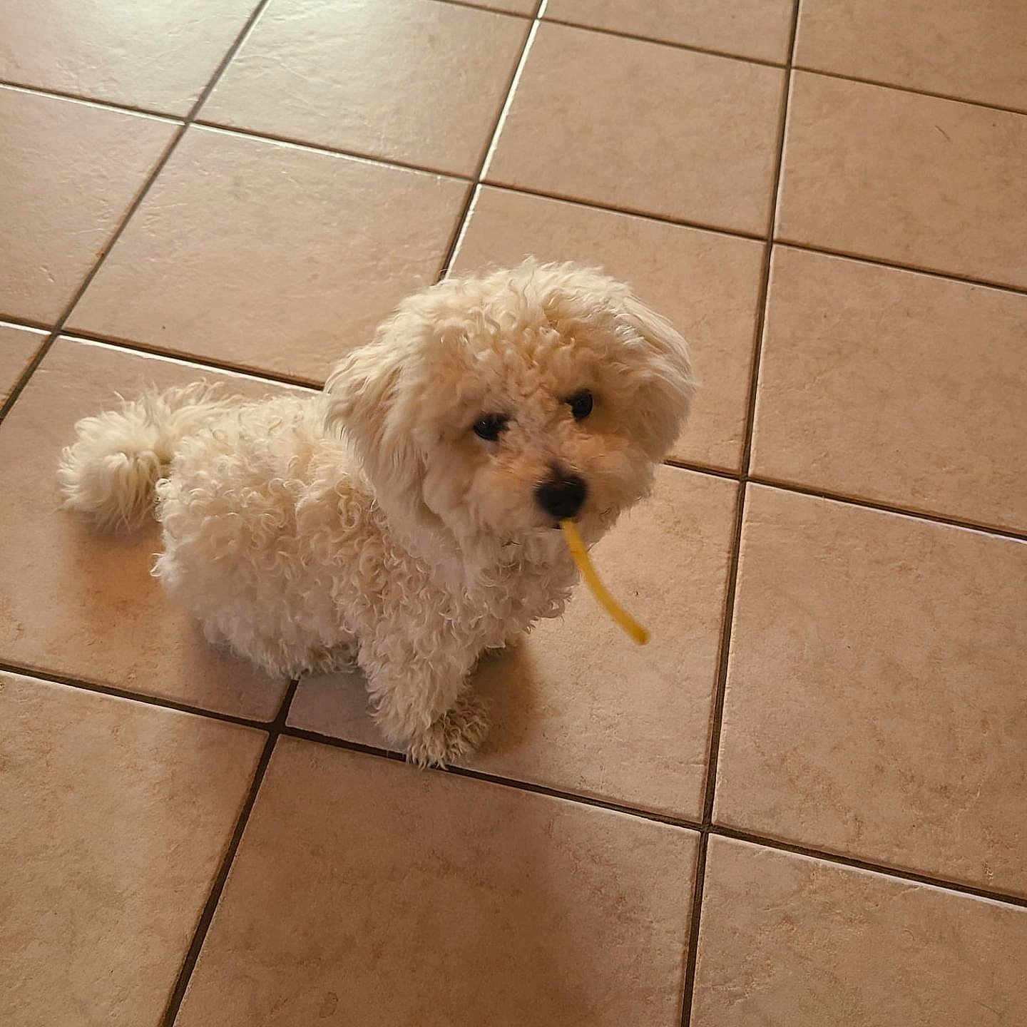 Alya participe au concours pour gagner de l'argent avec cette photo : dog, white, fluffy, curly_fur, small_dog, indoor, tiled_floor, pet, cute, looking_up, playful, animal, companion, floor_tiles, young_dog, curious, snack, mouth_holding, home_interior, domestic_animal