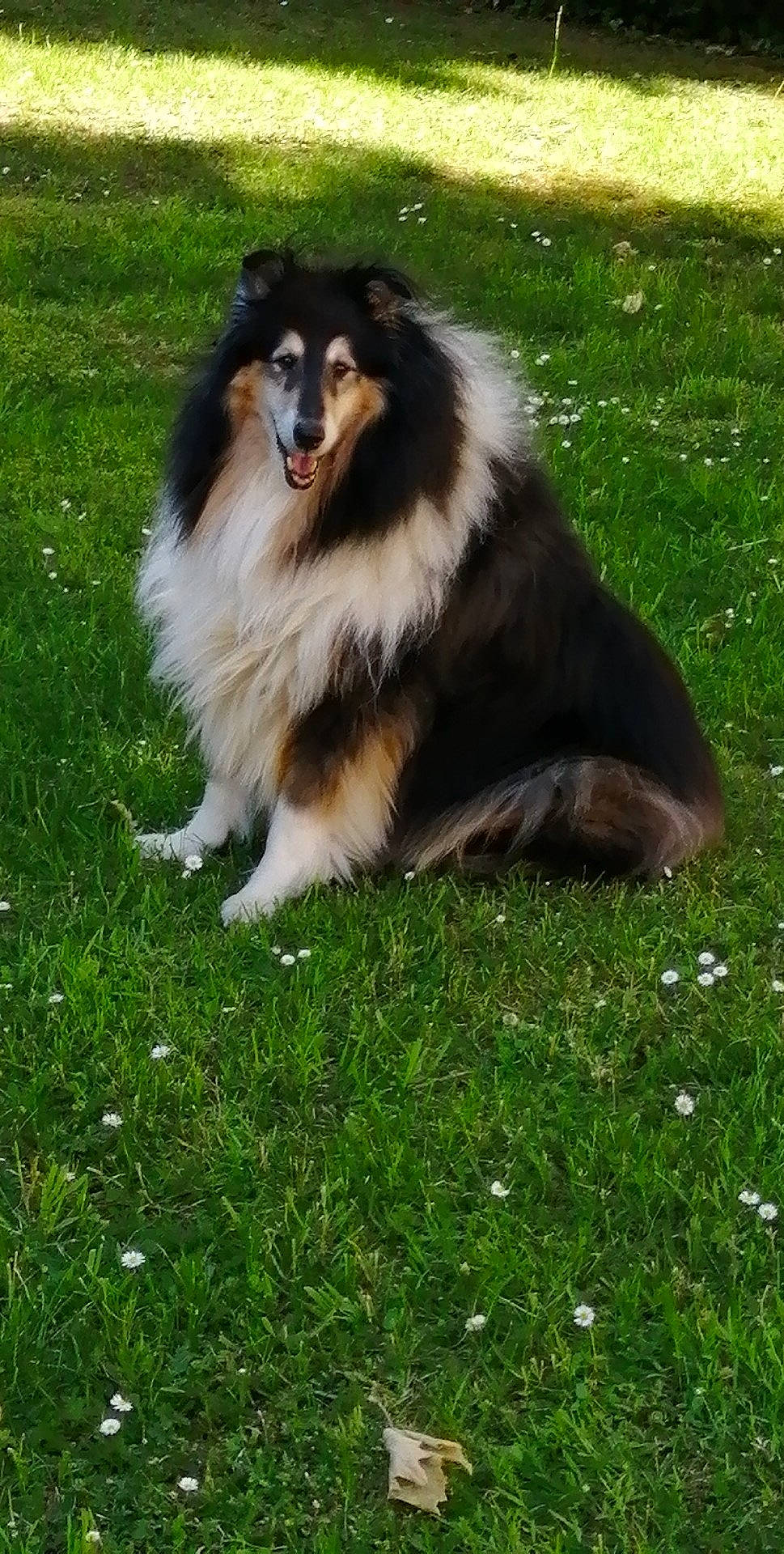 Eddy a rejoint le concours — aidez-le/la à gagner de superbes lots ! australian_collie, australian_shepherd, canidae, carnivore, collie, companion_dog, dog, dog_breed, english_shepherd, grass, herding_dog, mammal, rare_breed_dog, rough_collie, scotch_collie, shetland_sheepdog, sporting_group, vertebrate