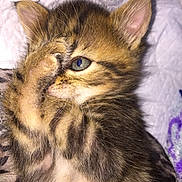 Pablo a rejoint le concours — aidez-le/la à gagner de superbes lots ! kitten, cat, tabby, paw, eye, fur, cute, pet, animal, sleeping, cozy, blanket, whiskers, small, young, domestic_cat, feline, closeup, adorable, resting