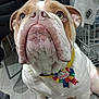 animal, birthday_ribbon, brown_fur, bulldog, chair, closeup, clothing, cute, dog, floor, floor_tiles, indoor, looking_up, pet, pet_accessory, portrait, rack, sitting, white_fur, wrinkles
