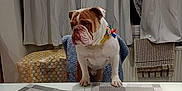 Rocky joined the competition — help win amazing prizes! animal, birthday, bowtie, bulldog, cake, celebration, chair, curtains, decor, dog, food, furniture, gift, home, indoor, mammal, pet, table, tablecloth, window