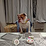 animal, birthday, bowtie, bulldog, cake, celebration, chair, curtains, decor, dog, food, furniture, gift, home, indoor, mammal, pet, table, tablecloth, window