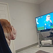 Rocky is registered to the contest to win money with this photo: bulldog, dog, blanket, television, soccer, sports, living_room, floor, door, wall, couch, electronic, indoor, pet, watching, side_view, head, fur, animal, home