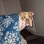animal, bedroom, blanket, blue, brown, bulldog, canine, comfort, cozy, curious, dog, floor, floral_pattern, furniture, household, indoor, looking_at_camera, pet_bed, radiator, white