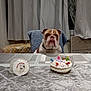 animal, birthday, bulldog, cake, celebration, chair, cookie, curtains, decor, dog, expression, furniture, gift, home, indoor, party, pet, portrait, seated, table