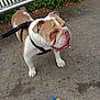 animal, bench, blue_toy, bulldog, canine, cute, dog, fur, greenery, harness, leash, outdoor, park, pavement, pet, plush_toy, sidewalk, tongue_out, toy, white_and_brown