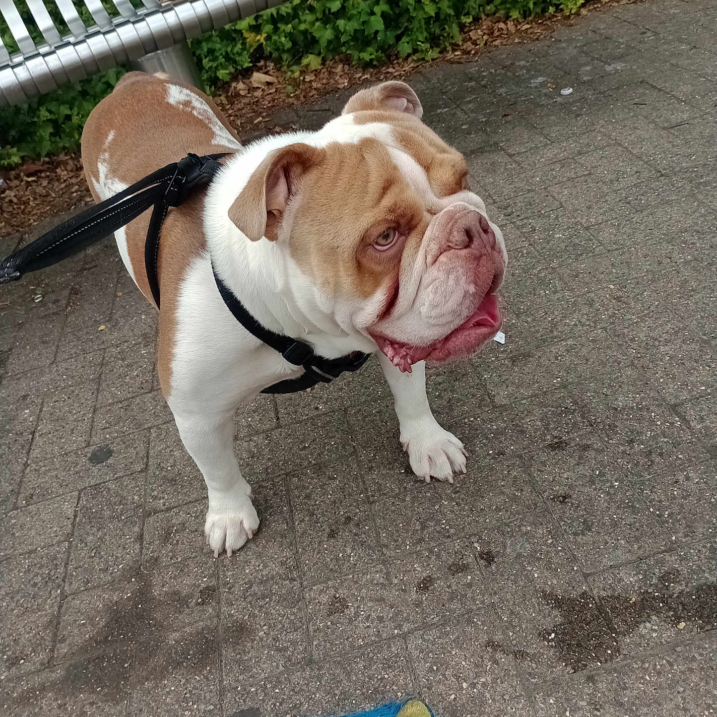Rocky is registered to the contest to win money with this photo: animal, bench, blue_toy, bulldog, canine, cute, dog, fur, greenery, harness, leash, outdoor, park, pavement, pet, plush_toy, sidewalk, tongue_out, toy, white_and_brown