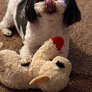 Cassie is registered to the contest to win money with this photo: dog, black_and_white, tongue_out, carpet, plush_toy, stuffed_animal, pet, indoor, cute, fluffy, animal, toy, lying_down, playful, mischievous, close_up, furry, companion, domestic, resting