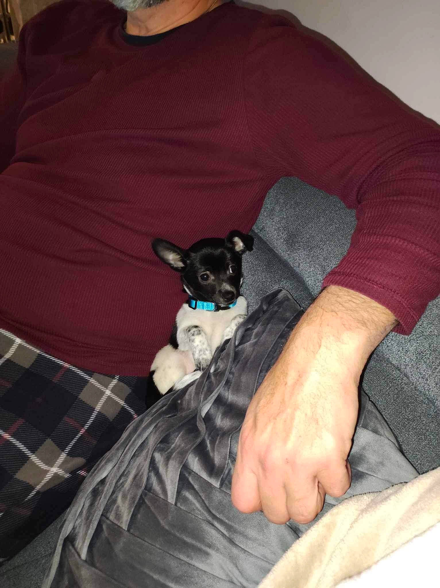 Batman a rejoint le concours — aidez-le/la à gagner de superbes lots ! canidae, carnivore, comfort, companion_dog, cool, couch, dog, dog_breed, dog_supply, fawn, fur, linens, pattern, plaid, sleeve, sporting_group, t_shirt, tartan, thigh, toy_dog