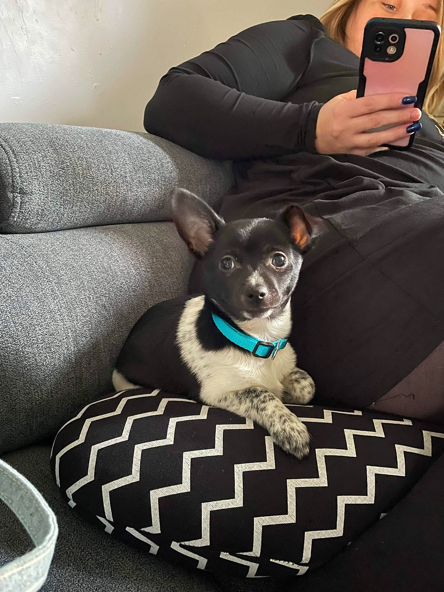 Batman a rejoint le concours — aidez-le/la à gagner de superbes lots ! black, camera, canidae, carnivore, comfort, companion_dog, couch, dog, dog_breed, dog_supply, eyewear, fawn, mammal, photographer, sitting, snout, sporting_group, sunglasses, toy_dog, working_animal