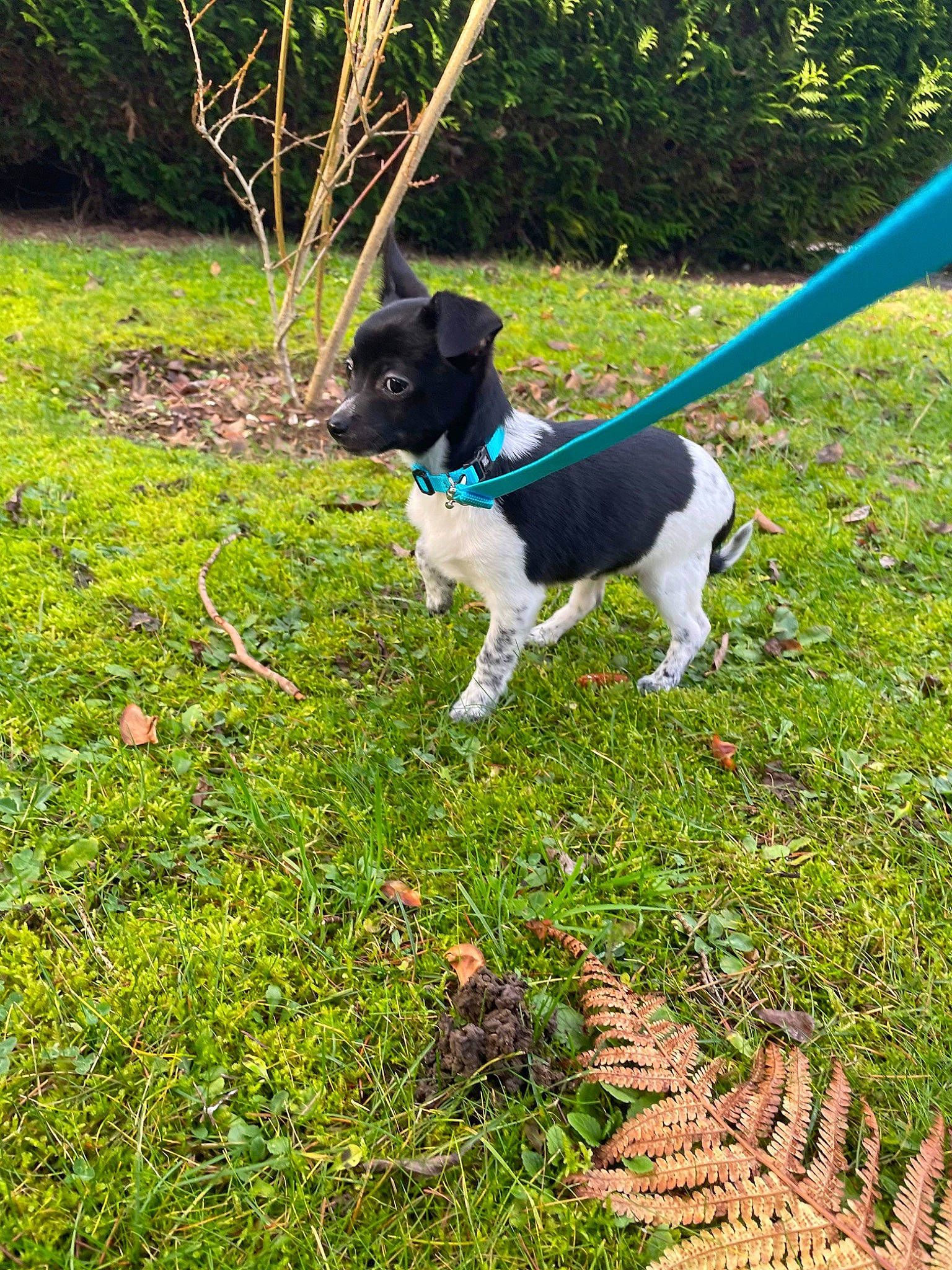 Batman participe au concours pour gagner de l'argent avec cette photo : canidae, carnivore, collar, companion_dog, dog, dog_breed, dog_collar, fashion_accessory, fawn, garden, grass, groundcover, lawn, leash, pet_supply, plant, shrub, sporting_group, tail, working_animal