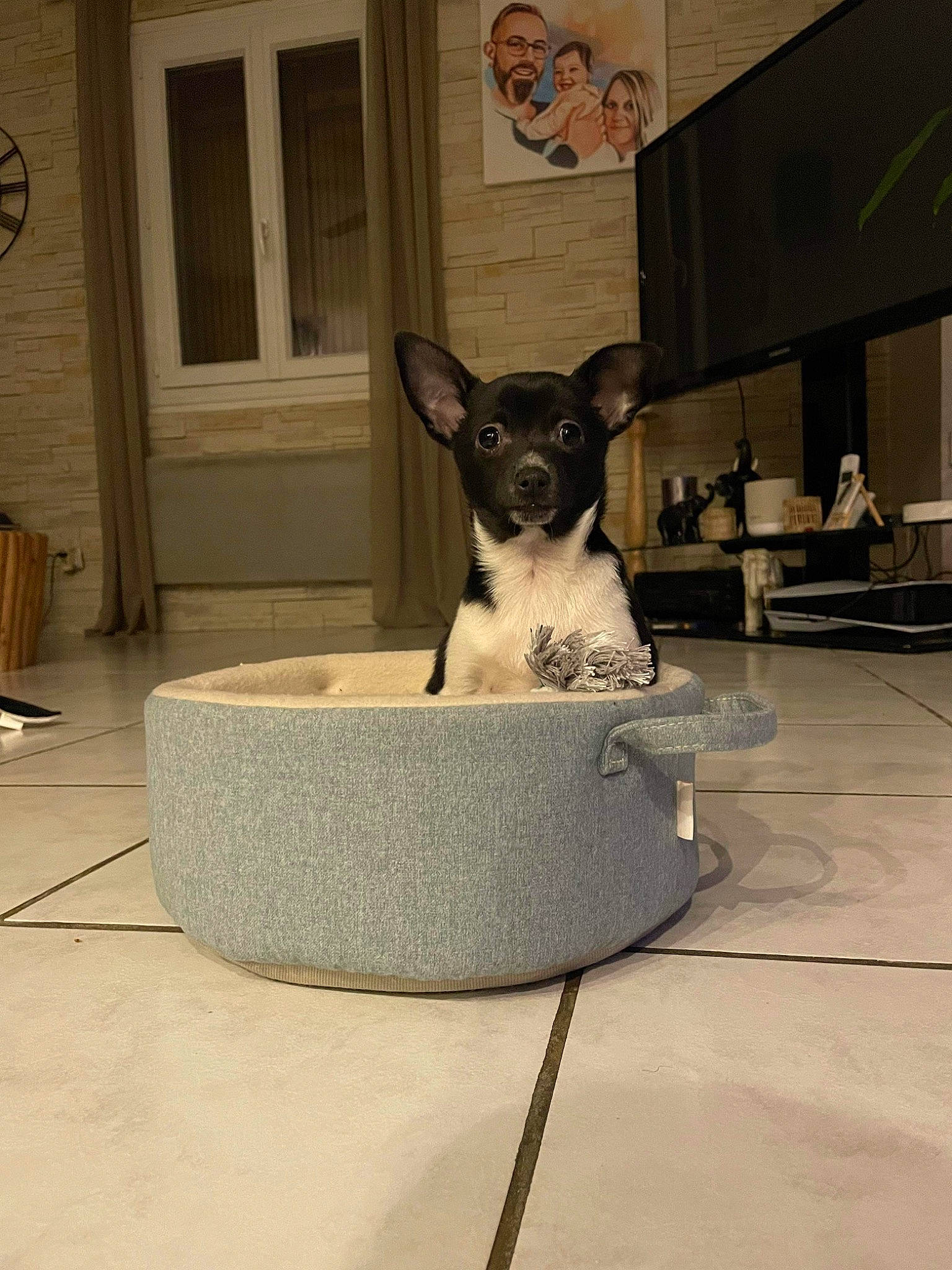 Batman a rejoint le concours — aidez-le/la à gagner de superbes lots ! canidae, carnivore, companion_dog, dog, dog_breed, dog_supply, door, fawn, felidae, flooring, hardwood, non_sporting_group, pet_supply, room, snout, sporting_group, toy_dog, whiskers, window, working_animal