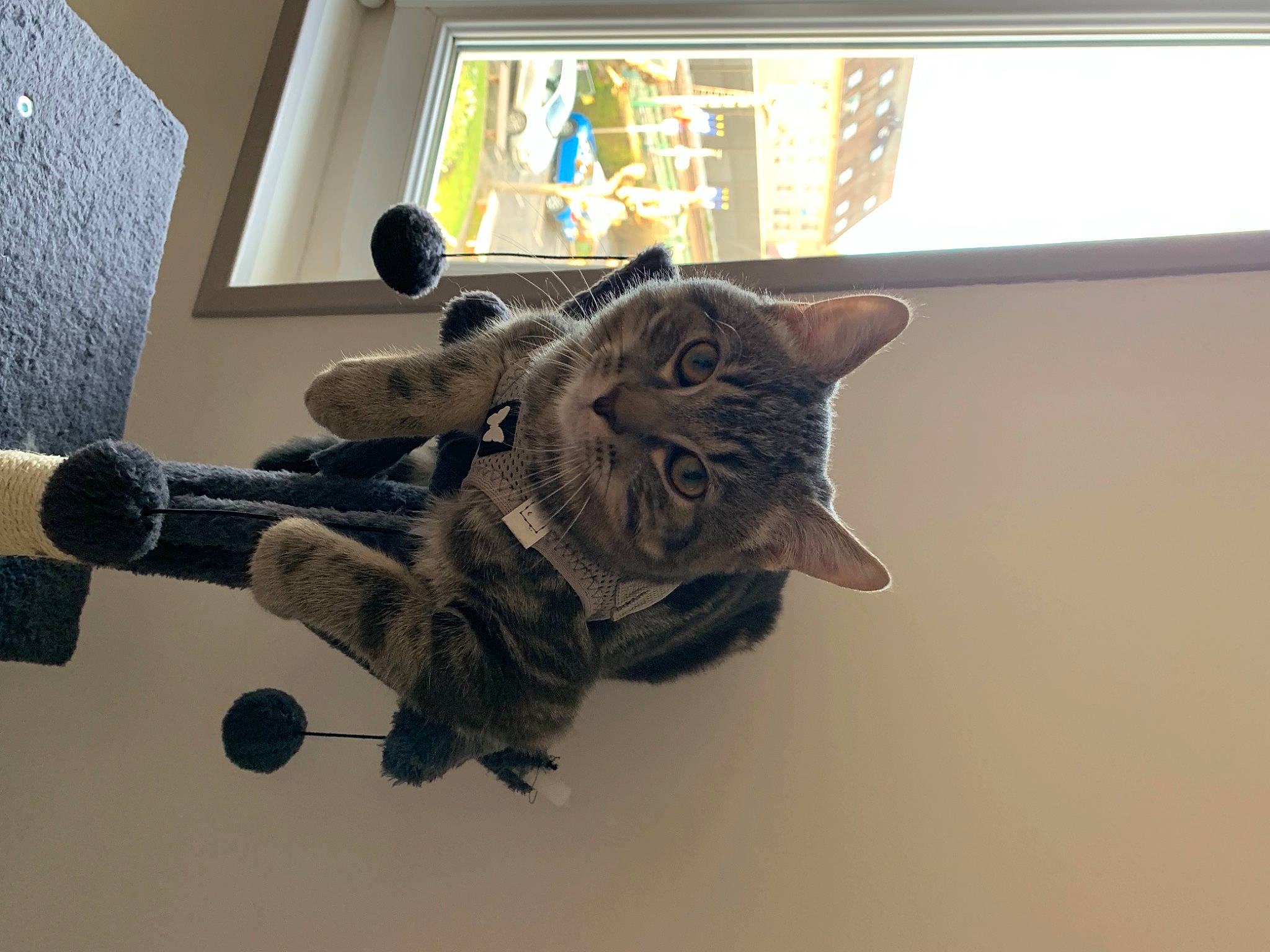 Twixy participe au concours pour gagner de l'argent avec cette photo : art, cat, ceiling, felidae, metal, picture_frame, plant, room, sculpture, shelf, small_to_medium_sized_cats, tail, visual_arts, whiskers, window, wood