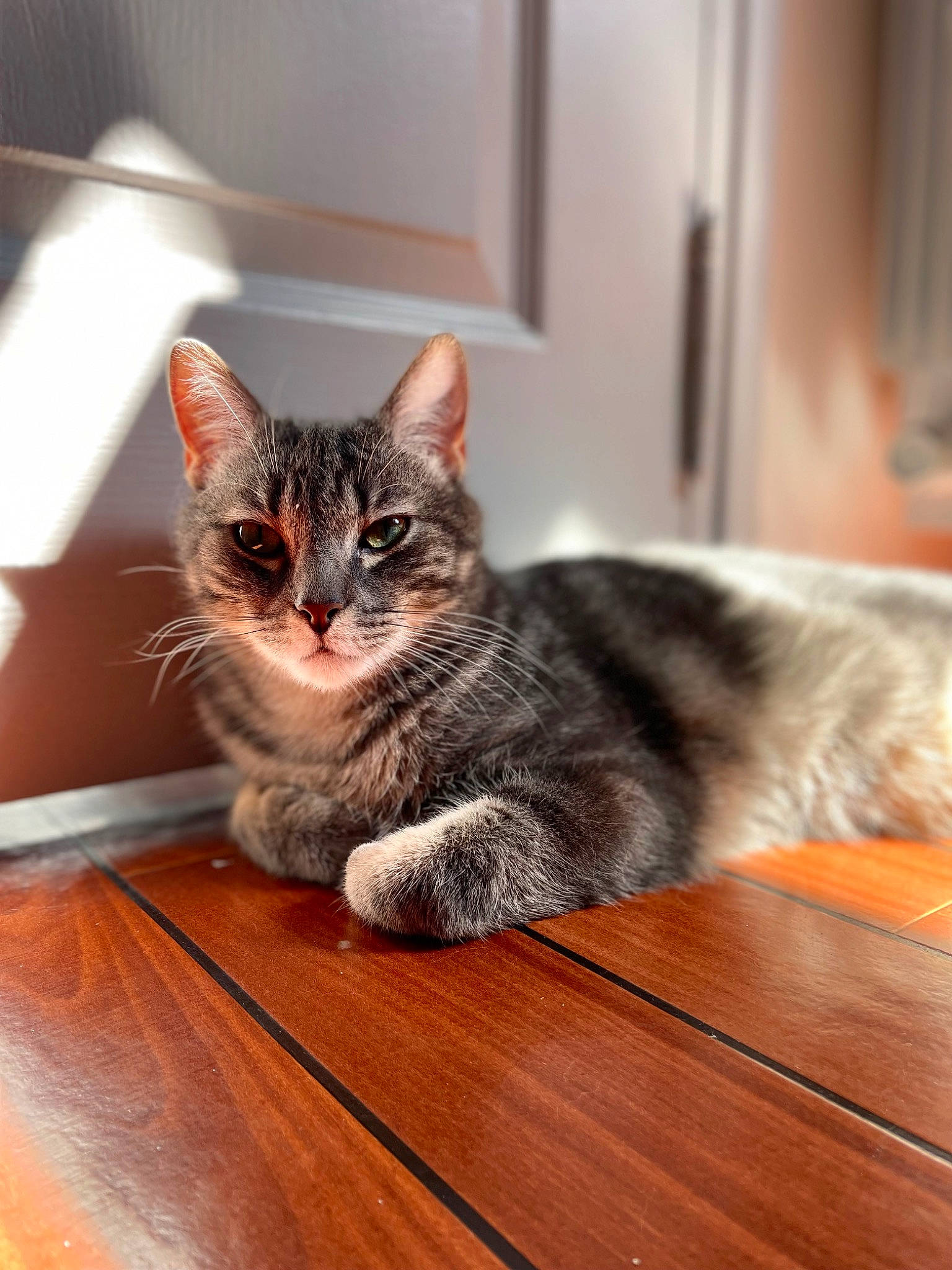 Twixy a rejoint le concours — aidez-le/la à gagner de superbes lots ! box, carnivore, cat, comfort, domestic_short_haired_cat, felidae, floor, flooring, fur, grey, hardwood, paw, sitting, small_to_medium_sized_cats, snout, table, tail, whiskers, wood, wood_flooring