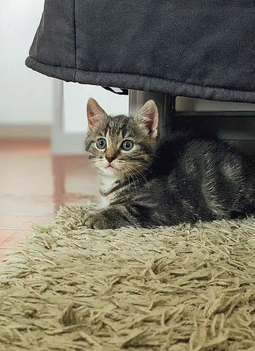 Twixy participe au concours pour gagner de l'argent avec cette photo : carnivore, cat, claw, comfort, couch, domestic_short_haired_cat, felidae, flooring, fur, grass, grey, paw, sitting, small_to_medium_sized_cats, snout, tail, terrestrial_animal, tree, whiskers, wood