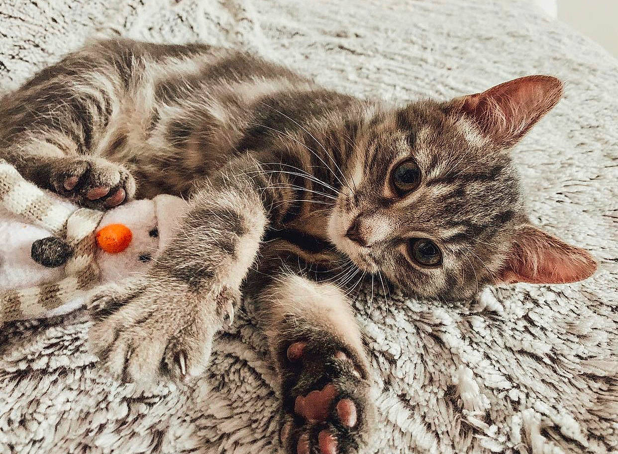 Twixy participe au concours pour gagner de l'argent avec cette photo : carnivore, cat, cat_toy, claw, close_up, domestic_short_haired_cat, fawn, felidae, fur, organism, pattern, paw, sand, small_to_medium_sized_cats, snout, tail, terrestrial_animal, toy, whiskers, wildlife