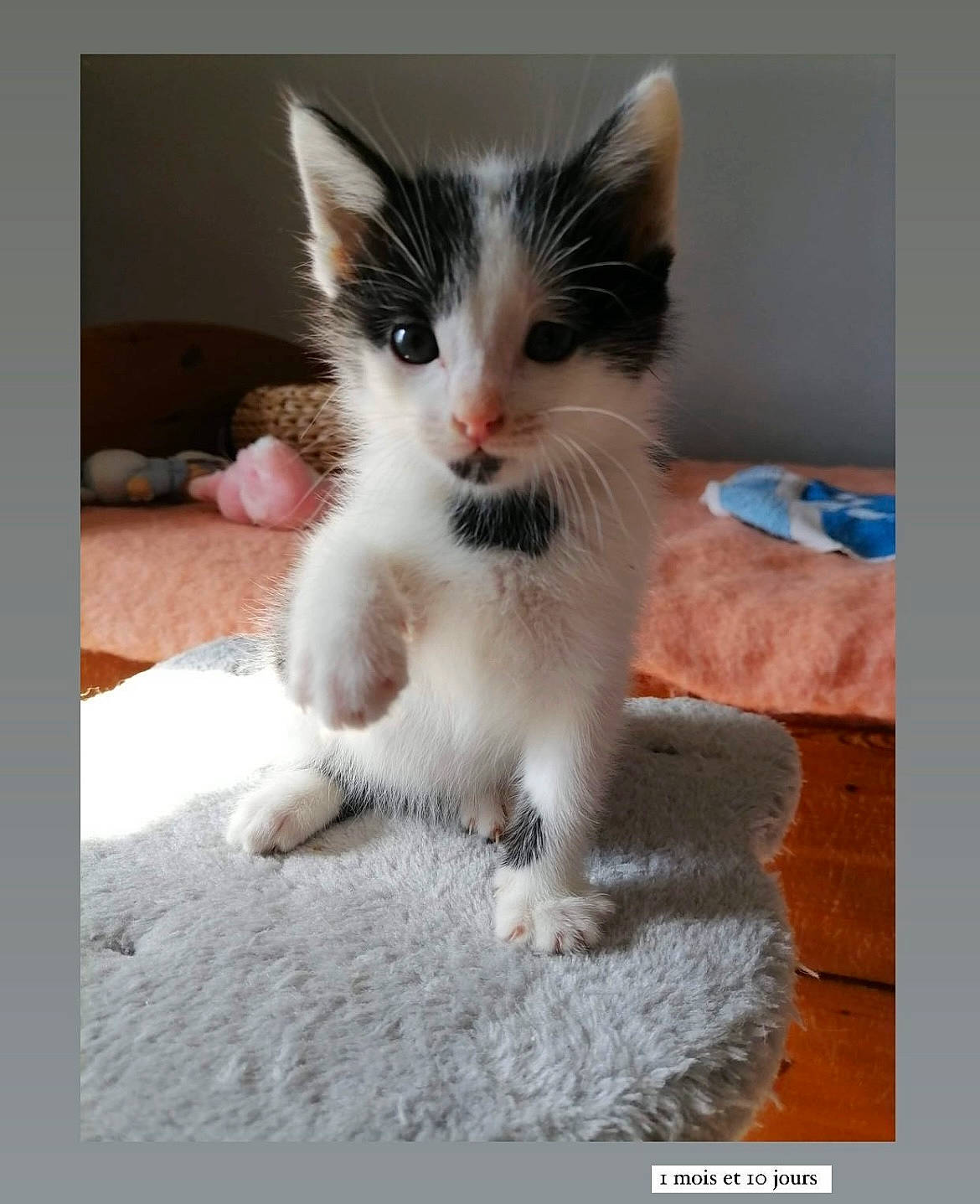 Tokyo participe au concours pour gagner de l'argent avec cette photo : art, box, carnivore, cat, cat_supply, claw, domestic_short_haired_cat, felidae, flooring, fur, paw, photo_caption, rectangle, sitting, small_to_medium_sized_cats, snout, tail, whiskers