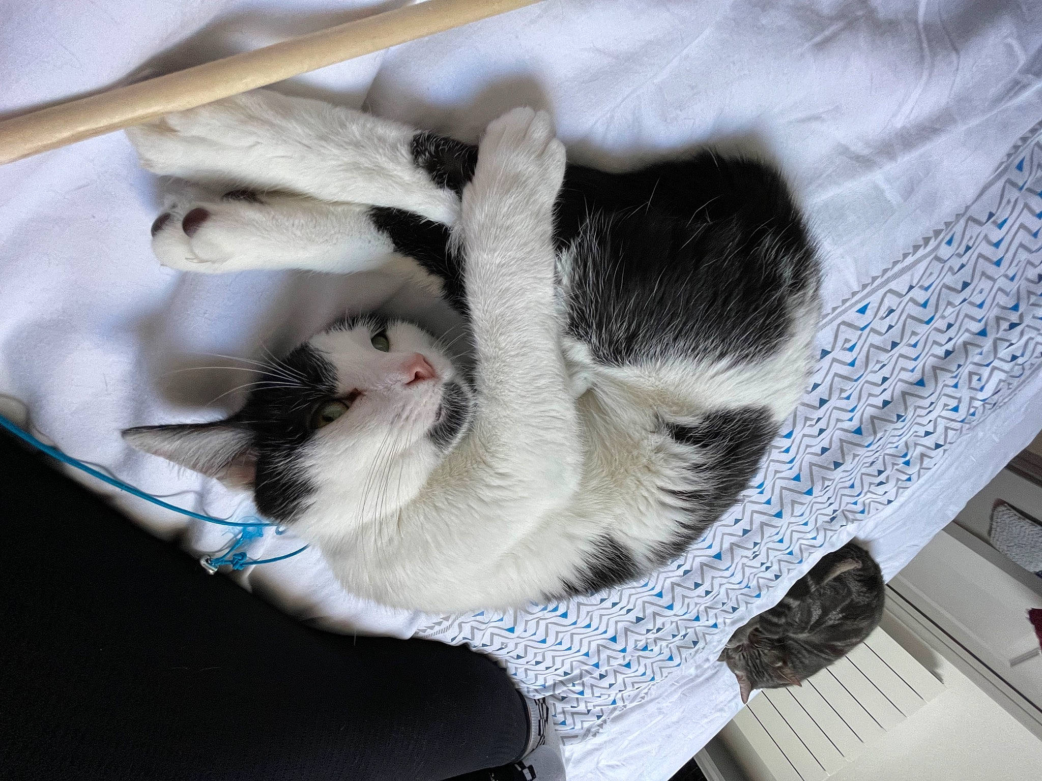 Tokyo participe au concours pour gagner de l'argent avec cette photo : carnivore, cat, cat_supply, claw, comfort, computer_keyboard, domestic_short_haired_cat, felidae, fur, linens, nap, paw, peripheral, small_to_medium_sized_cats, tail, whiskers