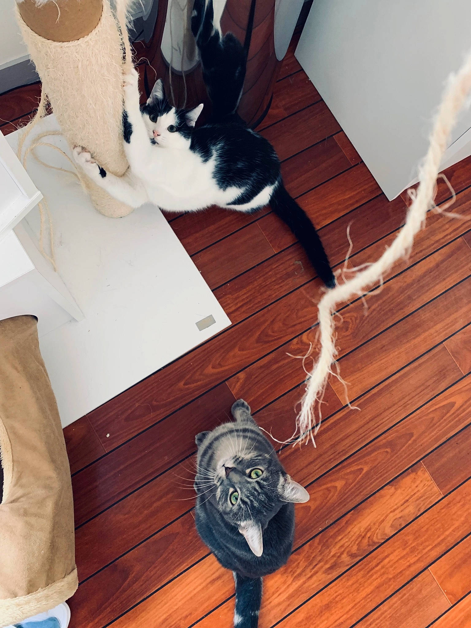 Tokyo participe au concours pour gagner de l'argent avec cette photo : black, carnivore, cat, comfort, design, fashion_accessory, felidae, flooring, fur, hardwood, human, human_leg, small_to_medium_sized_cats, tail, textile, thigh, whiskers, white, wood, wood_stain
