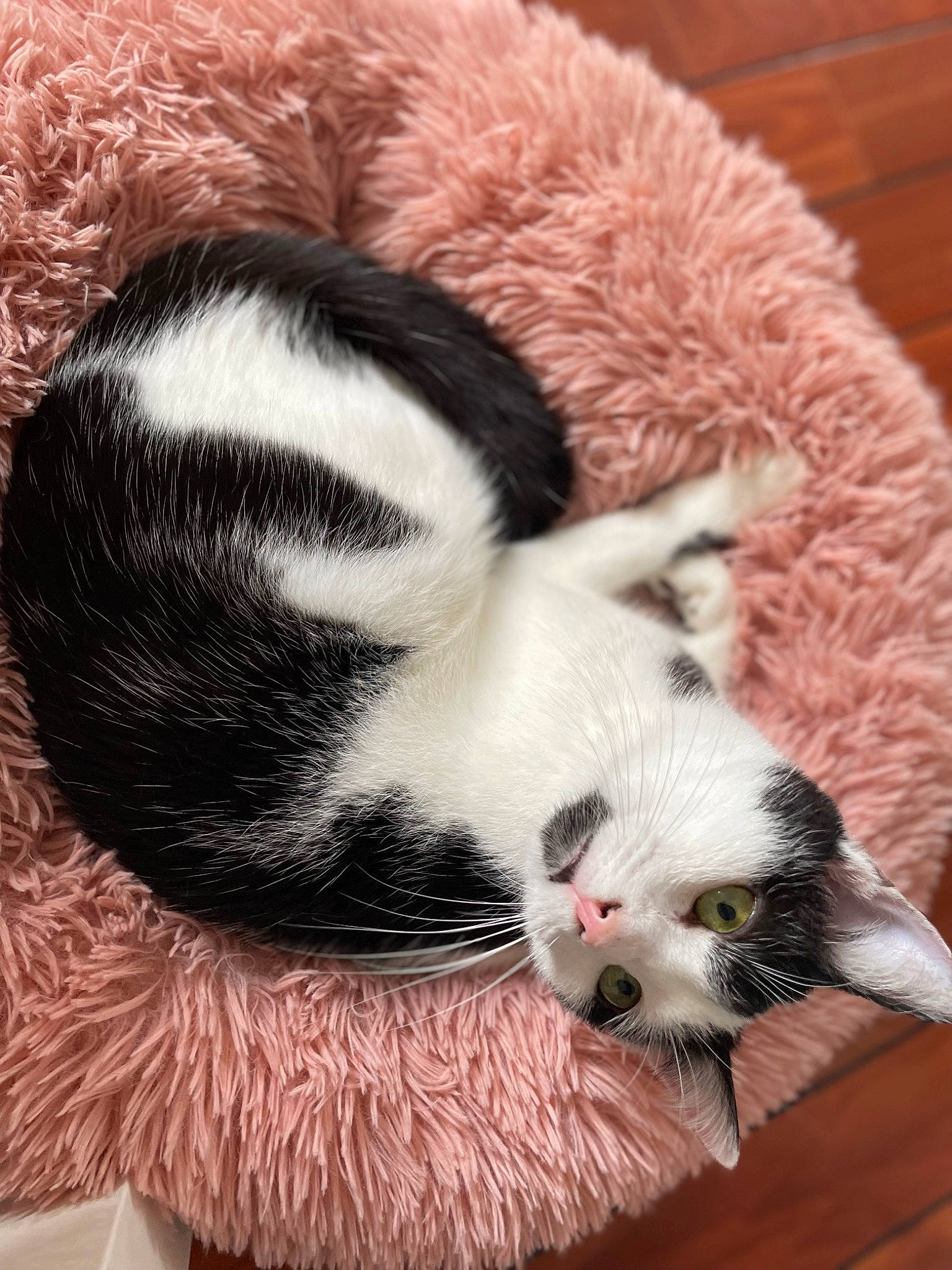 Tokyo a rejoint le concours — aidez-le/la à gagner de superbes lots ! canidae, carnivore, cat_toy, claw, comfort, companion_dog, dog_breed, fawn, felidae, ferret, foot, fur, mammal, mustelidae, paw, snout, tail, terrestrial_animal, whiskers, wildlife