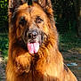 Rokxa participe au concours pour gagner de l'argent avec cette photo : german_shepherd, dog, tongue_out, outdoor, sunlight, fur, pet, animal, nature, canine, portrait, close_up, muzzle, ears, brown_fur, black_fur, happy, alert, grass, tree
