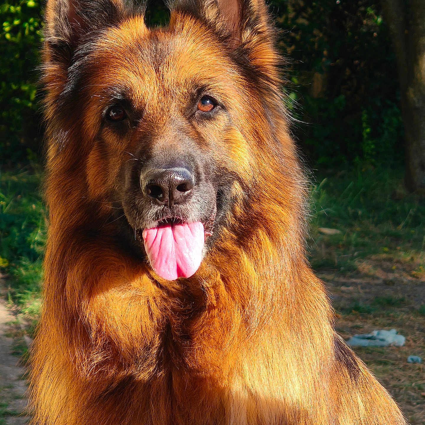 Rokxa participe au concours pour gagner de l'argent avec cette photo : alert, animal, black_fur, brown_fur, canine, close_up, dog, ears, fur, german_shepherd, grass, happy, muzzle, nature, outdoor, pet, portrait, sunlight, tongue_out, tree