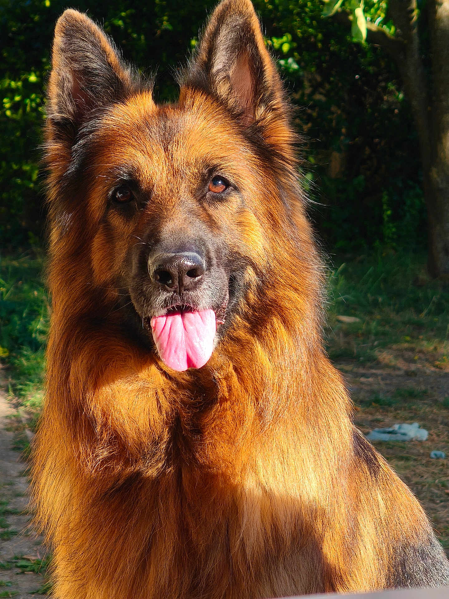 Rokxa participe au concours pour gagner de l'argent avec cette photo : german_shepherd, dog, tongue_out, outdoor, sunlight, fur, pet, animal, nature, canine, portrait, close_up, muzzle, ears, brown_fur, black_fur, happy, alert, grass, tree